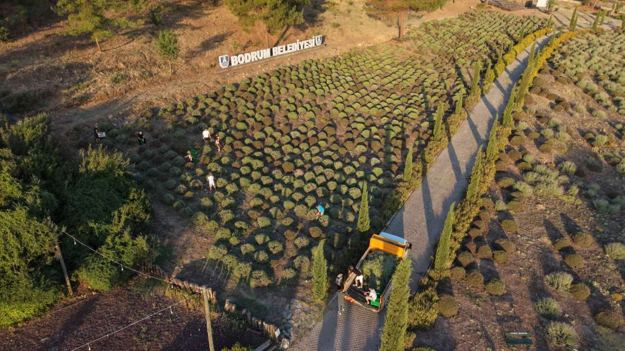 Gençler Tarımı Sahada Öğreniyor: Bodrum’da Güne Lavanta Hasadıyla Başlıyorlar 1